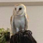 イケフクロウカフェ