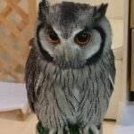 イケフクロウカフェ