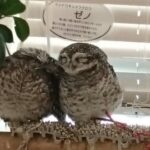 イケフクロウカフェ