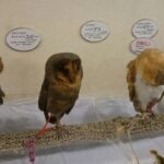 イケフクロウカフェ