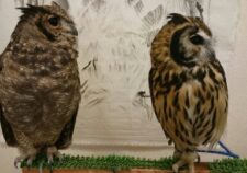 イケフクロウカフェ