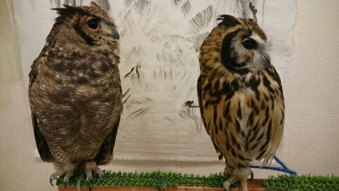 イケフクロウカフェ